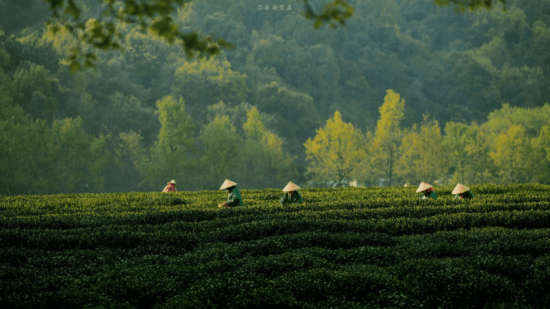 Dinner Inside A Tea Garden